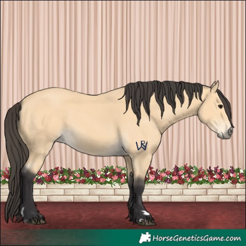 Horse Color:Buckskin 