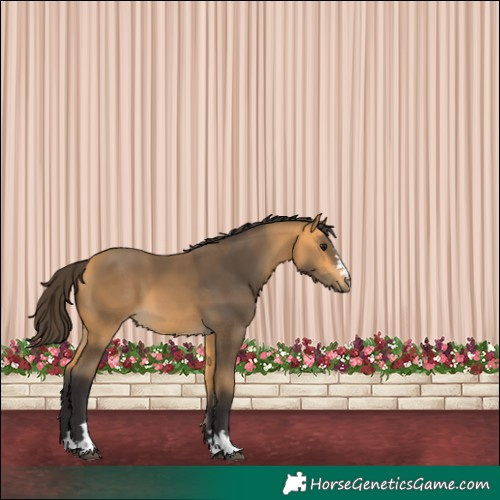 Horse Color:Buckskin