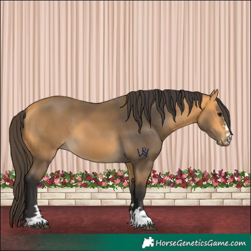 Horse Color:Buckskin 