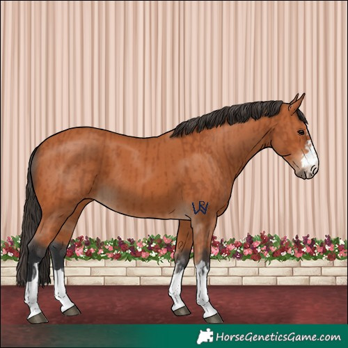 Horse Color:Bay  and Bay 