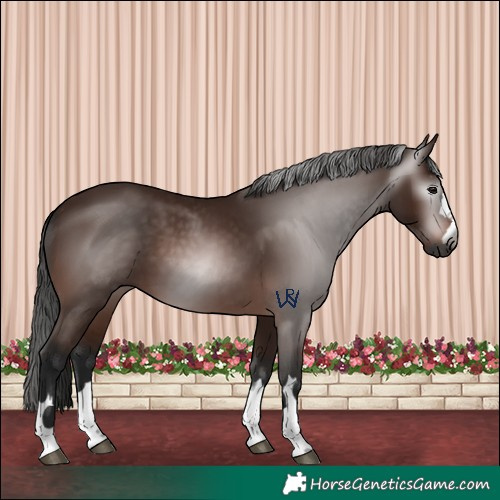Horse Color:Gray Bay 