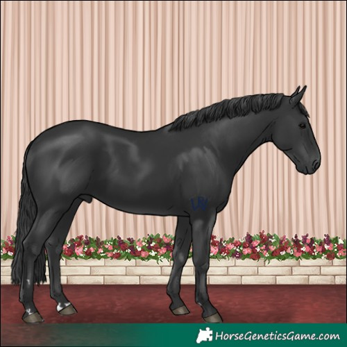 Horse Color:Black 