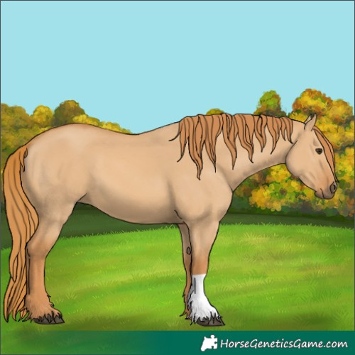 Horse Color:Red Dun 