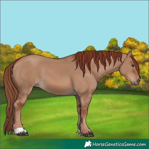 Horse Color:Red Dun