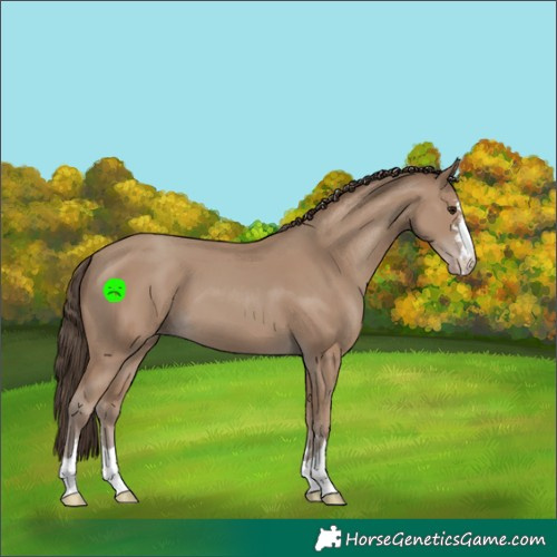 Horse Color:Classic Champagne