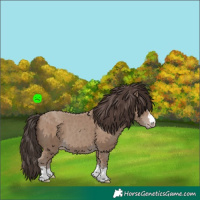 Horse Color:Classic Champagne
