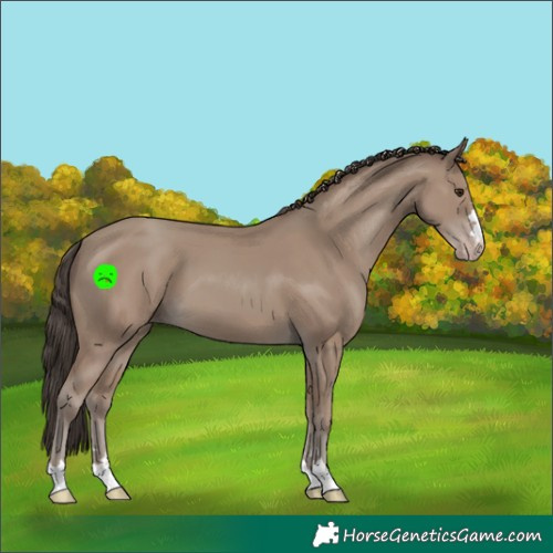 Horse Color:Classic Champagne