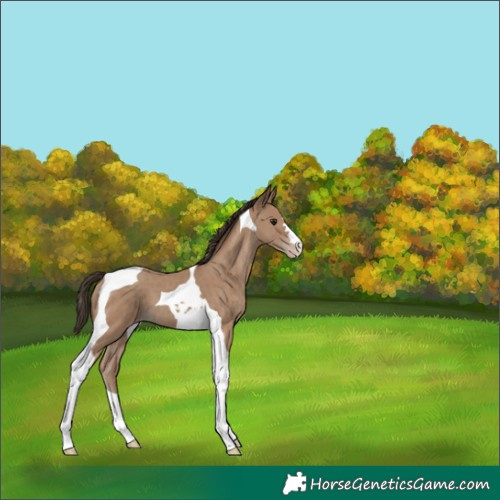 Horse Color:Classic Champagne Tobiano 