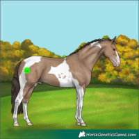 Horse Color:Classic Champagne Tobiano 