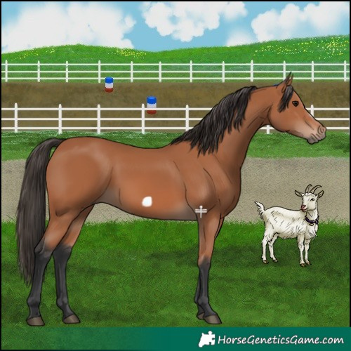 Horse Color:Bay Frame