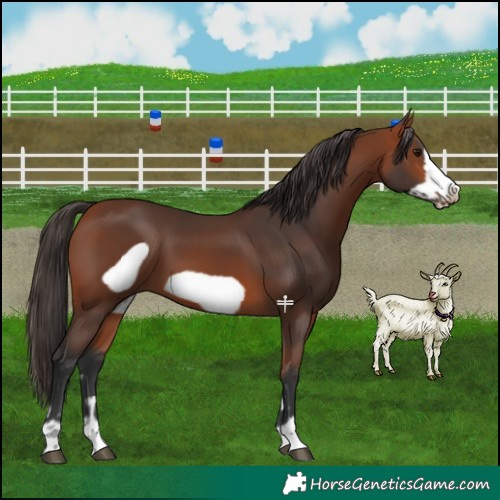 Horse Color:Bay Frame