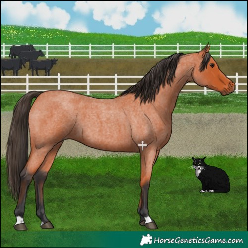 Horse Color:Bay Roan 