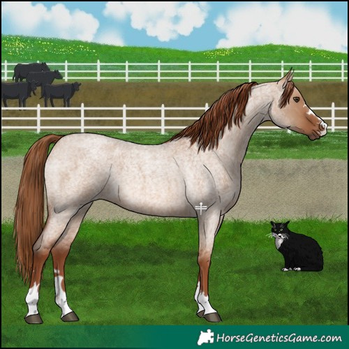 Horse Color:Red Dun Roan 
