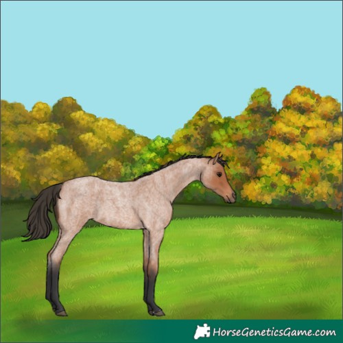 Horse Color:Bay Roan 