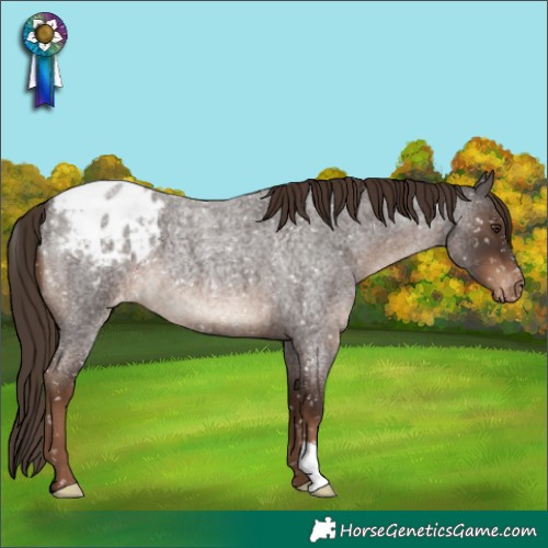 Horse Color:Liver Red Roan Appaloosa 