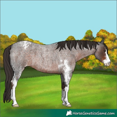 Horse Color:Liver Red Roan Sabino Appaloosa 