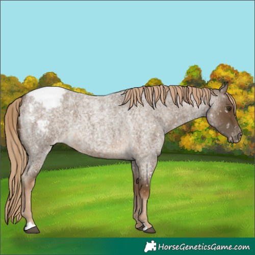 Horse Color:Chocolate Palomino Roan Appaloosa 