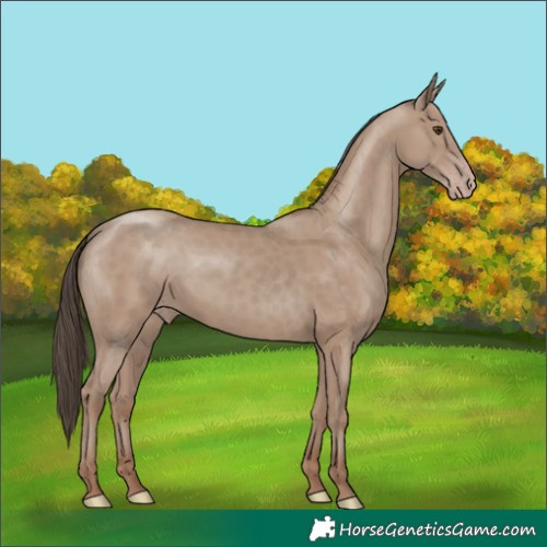 Horse Color:Classic Champagne 