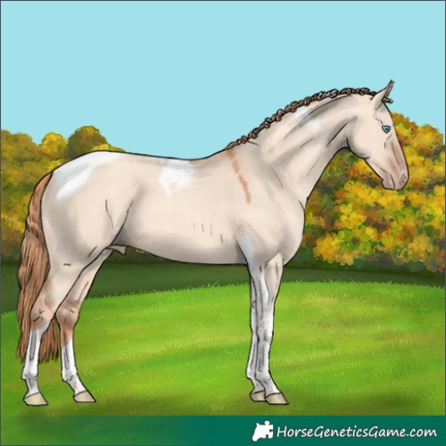 Horse Color:Gold Champagne Dun Tobiano