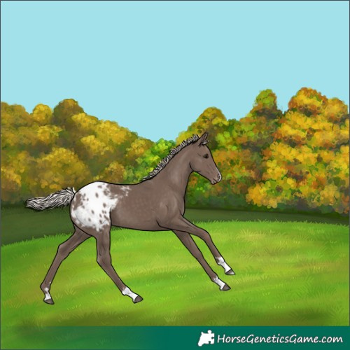 Horse Color:Silver Black Appaloosa 