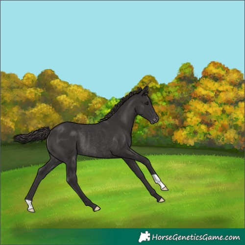 Horse Color:Smoky Black Appaloosa Rabicano 