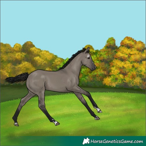 Horse Color:Gray Grullo 