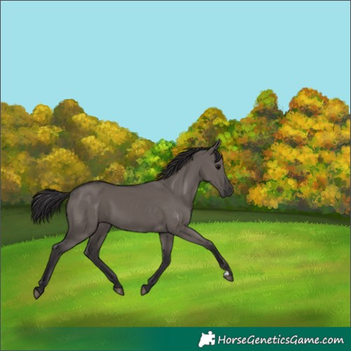 Horse Color:Smoky Grullo 