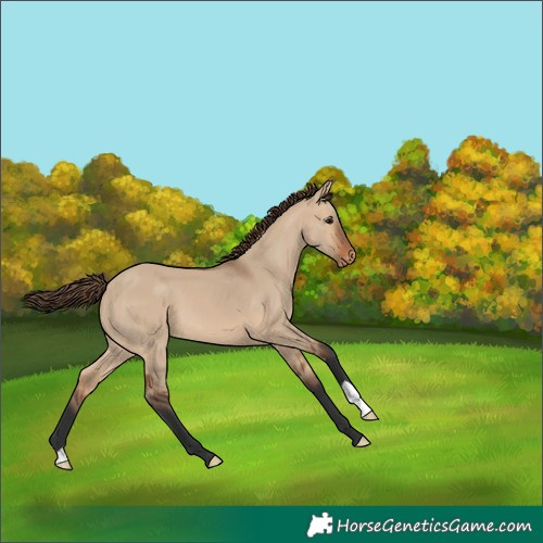Horse Color:Bay Dun Appaloosa