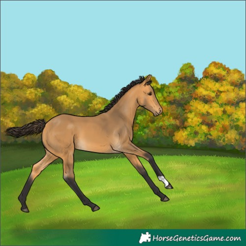 Horse Color:Buckskin 