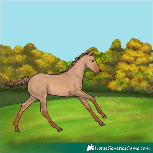 Horse Color:Red Dun
