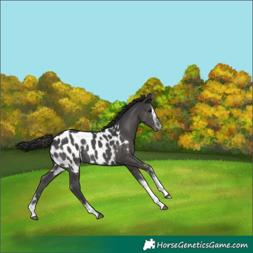 Horse Color:White Spotted Black Appaloosa 