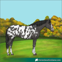 Horse Color:White Spotted Black Near Leopard