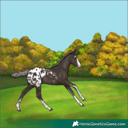 Horse Color:Gray White Spotted Silver Black Appaloosa 