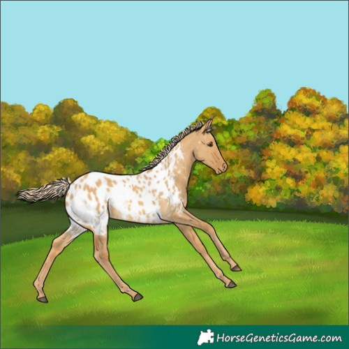 Horse Color:Palomino Dun Appaloosa