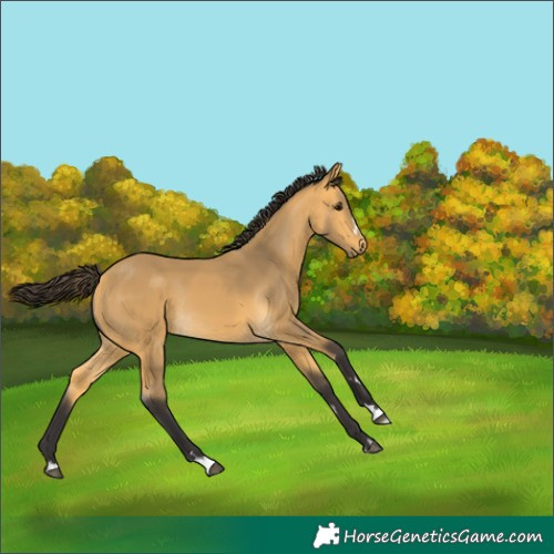 Horse Color:Buckskin Rabicano