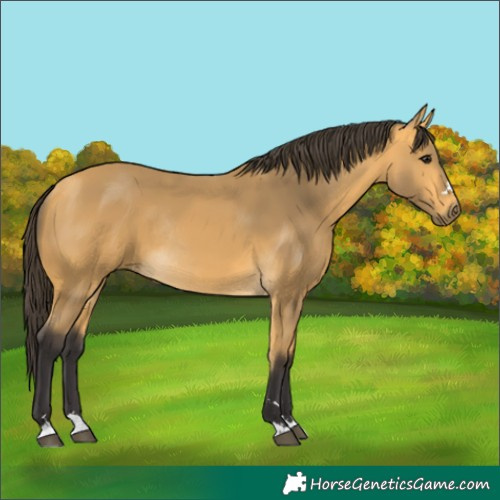 Horse Color:Buckskin Rabicano
