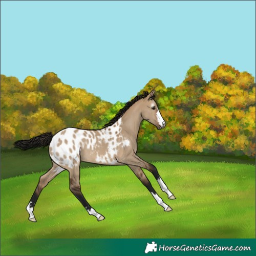 Horse Color:Gray Bay Dun Appaloosa 