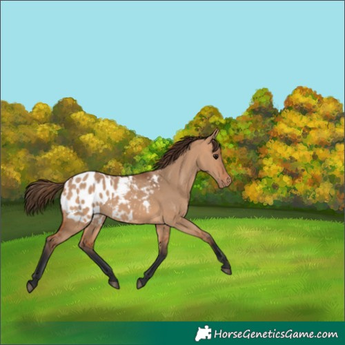 Horse Color:Bay Dun Appaloosa 
