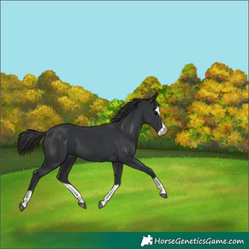 Horse Color:Black Splash