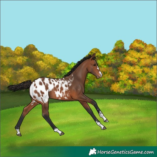 Horse Color:Bay Appaloosa 