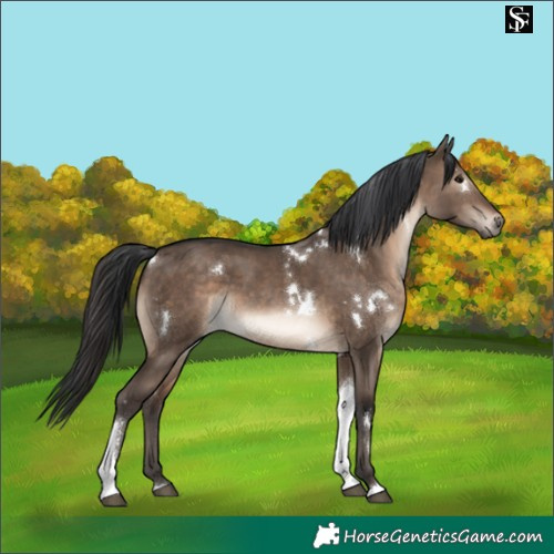 Horse Color:White Spotted Brown Dun Tobiano Rabicano