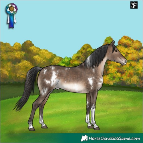 Horse Color:White Spotted Brown Dun Tobiano Rabicano