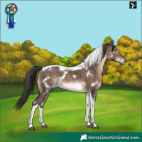 Horse Color:White Spotted Brown Dun Tobiano Rabicano
