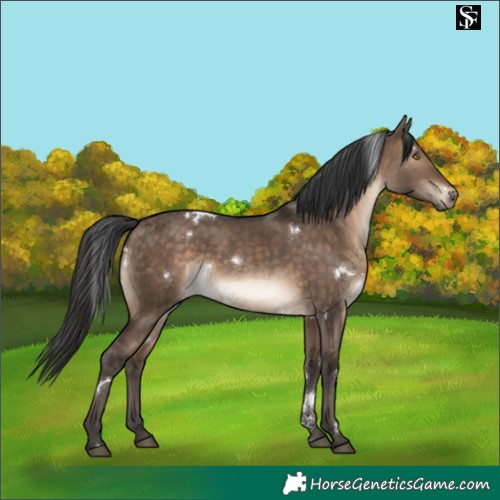 Horse Color:White Spotted Brown Dun Rabicano 