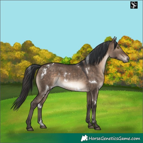 Horse Color:White Spotted Brown Dun Rabicano 