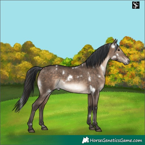 Horse Color:White Spotted Brown Dun Rabicano