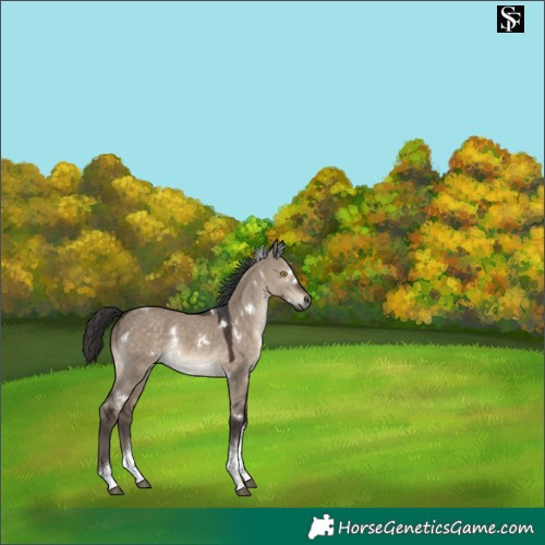 Horse Color:White Spotted Brown Dun Tobiano Rabicano
