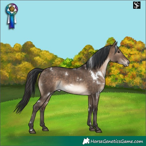 Horse Color:White Spotted Brown Dun Rabicano 