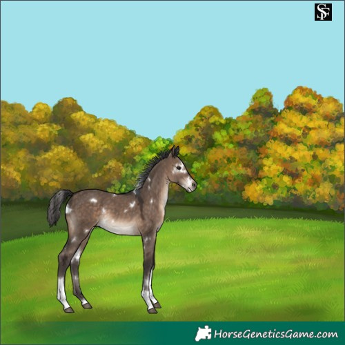 Horse Color:White Spotted Brown Dun Tobiano Rabicano 