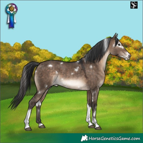 Horse Color:White Spotted Brown Dun Tobiano Rabicano